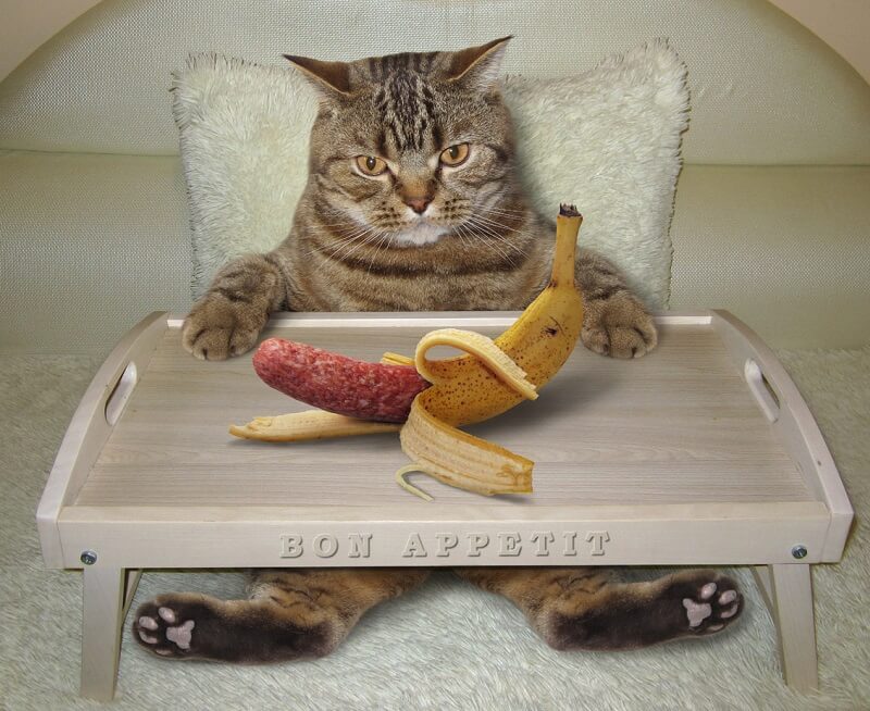 unzufriedene katze mit wurst in der bananenschale