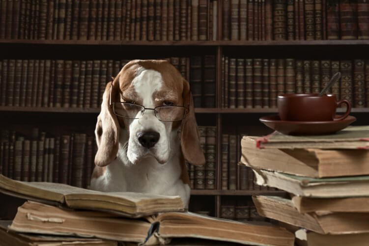 Hund mit Brille vor Bücherstapel